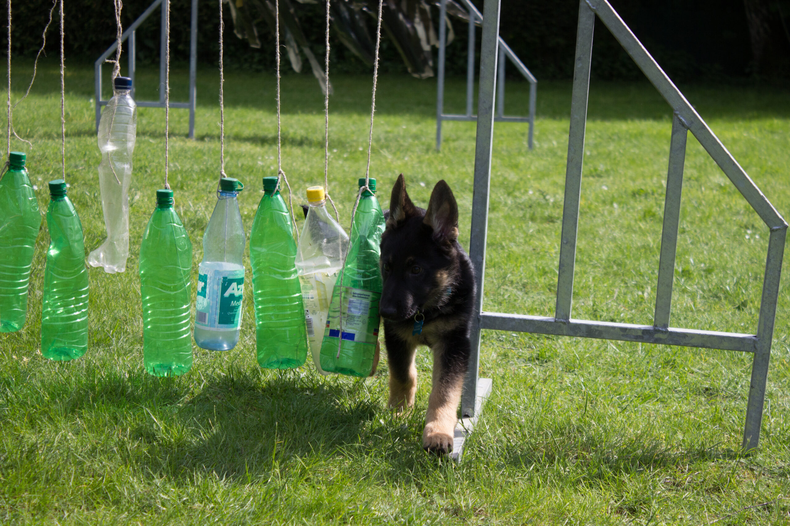 Hundekurs Mobility Hundekurs Mobility